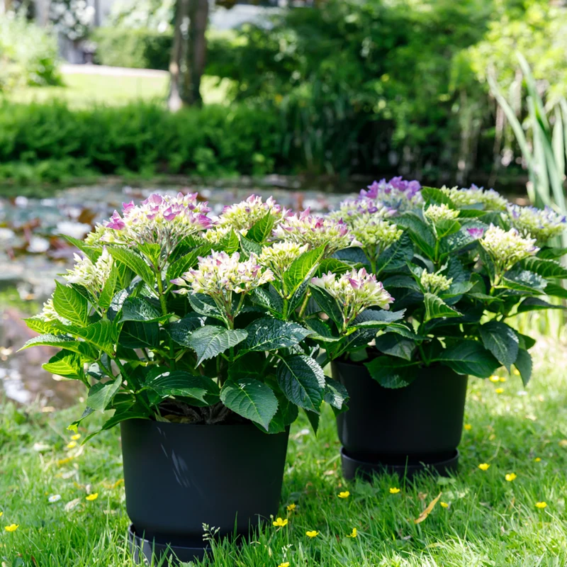 Bauernhortensie Royalty Collection® 'Amor'