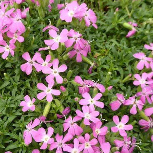 Seifenkraut ‘Max Frei’