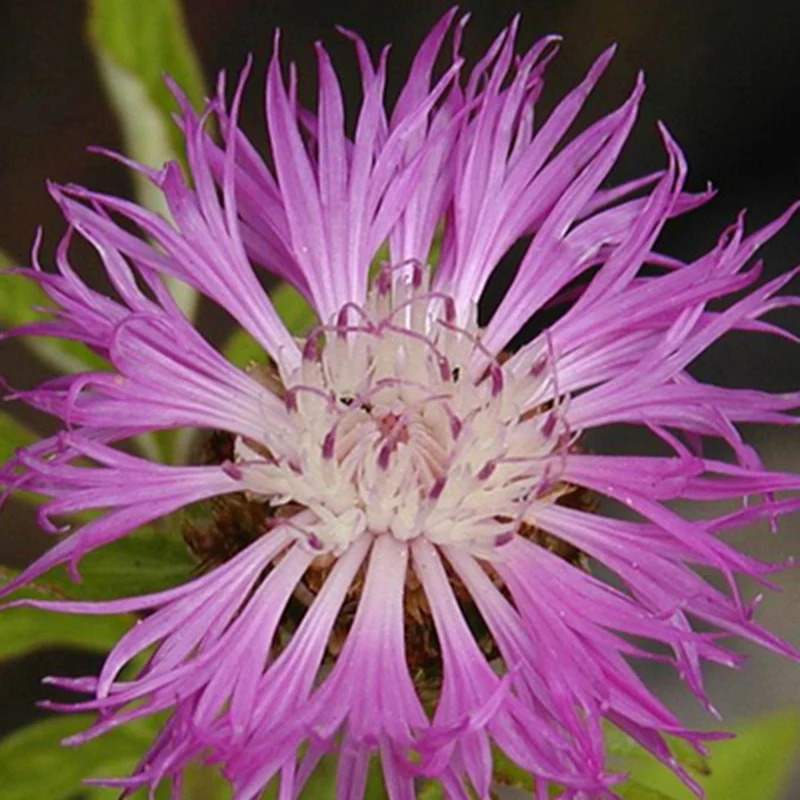 Flockenblume