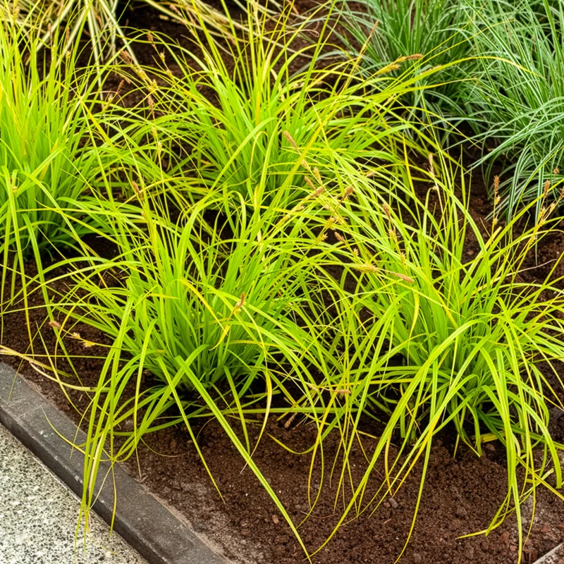 Japan-Segge Everillo