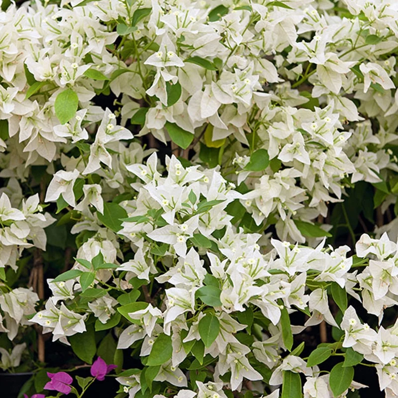 Bougainvillea weiß