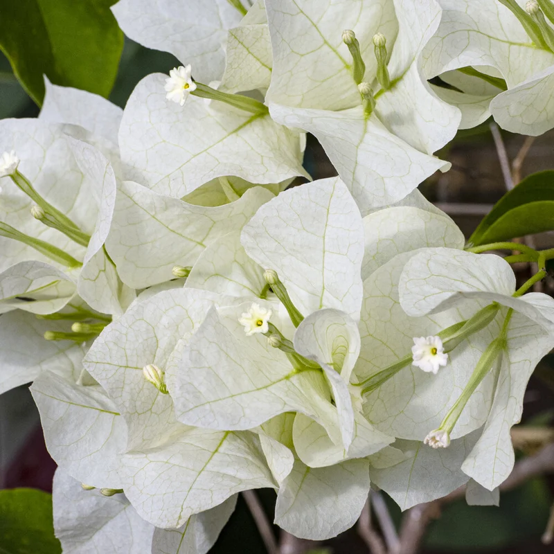 Bougainvillea weiß