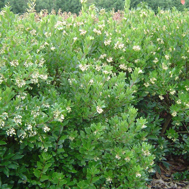 Erdbeerbaum ‘Compacta’