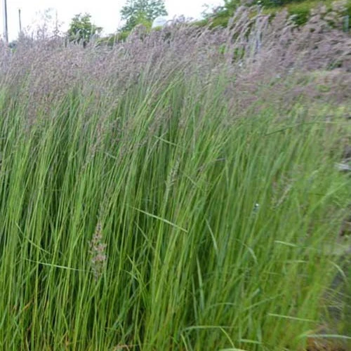 Reitgras ‘Karl Foerster’