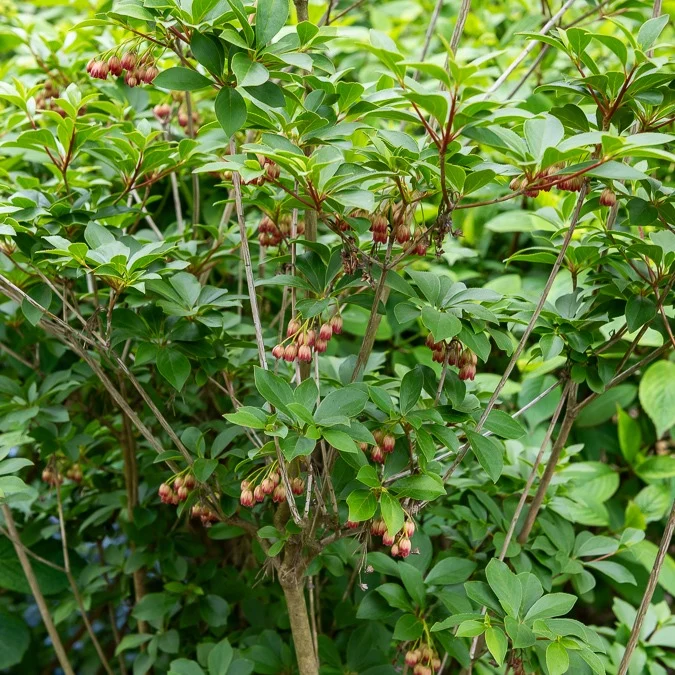 Glocken-Andromede ‘Red Bells’