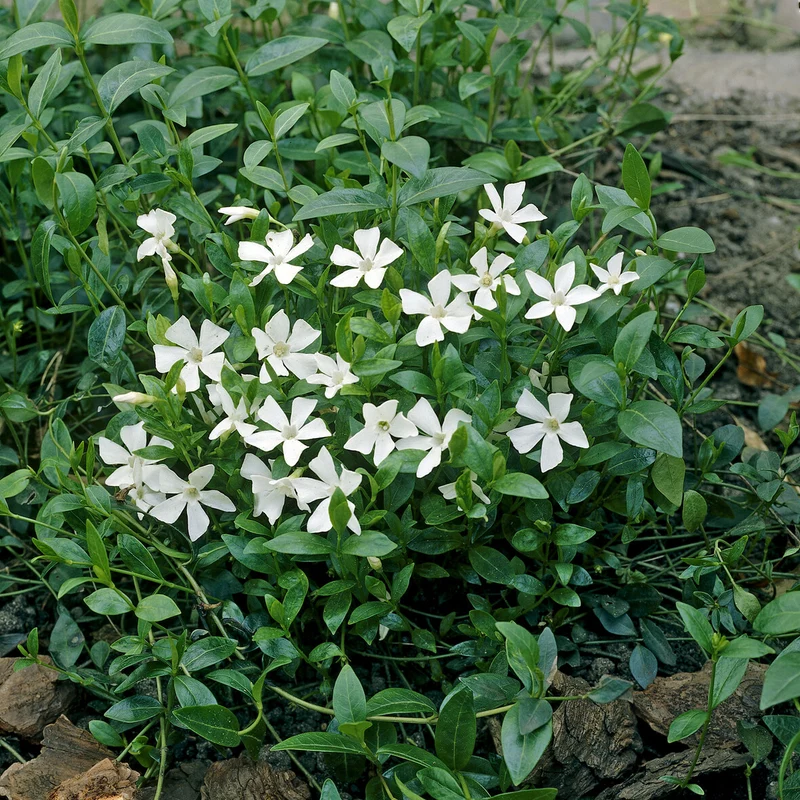 Kleines Immergrün 'Gertrude Jekyll'