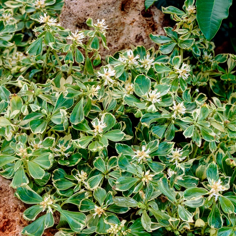 Schattengrün Variegata