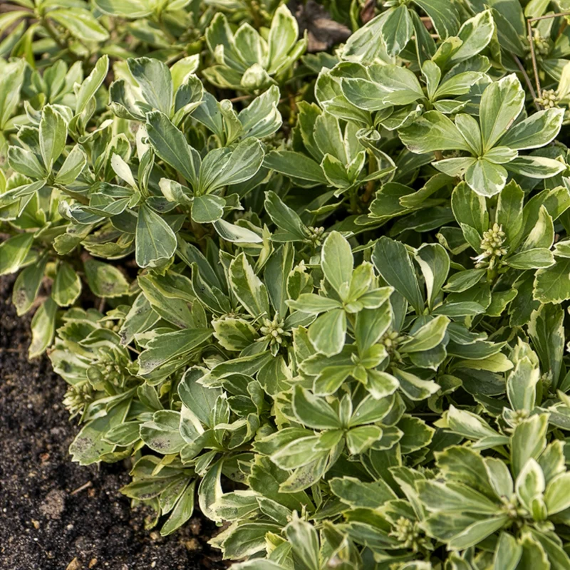 Schattengrün Variegata