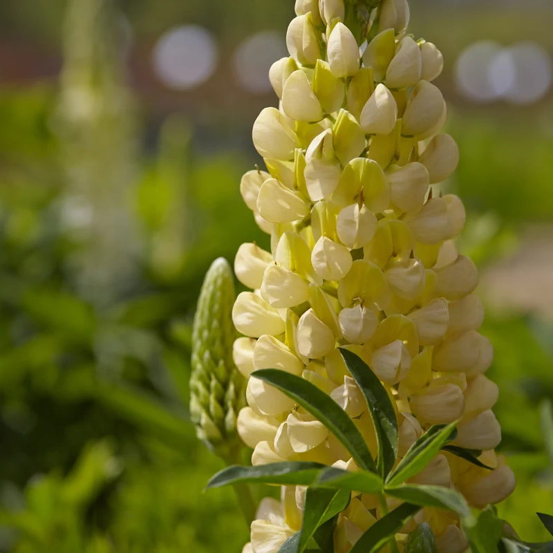 Lupine 'Gallery Yellow'