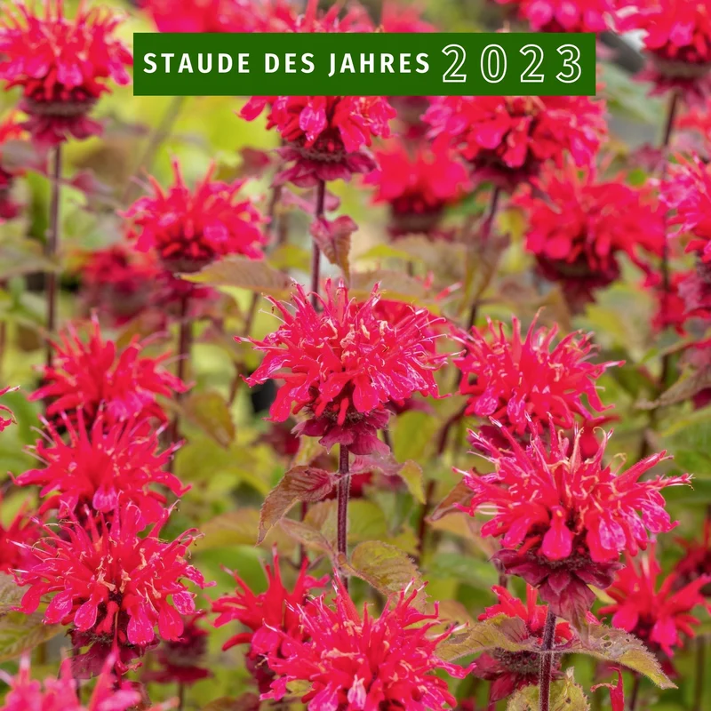 Indianernessel 'Cambridge Scarlet'