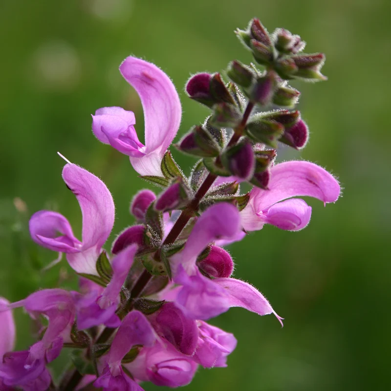 Wiesensalbei Sweet Esmeralda