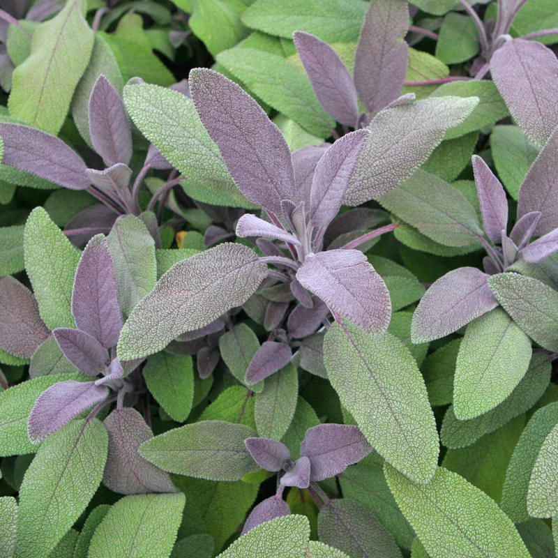 Purpursalbei