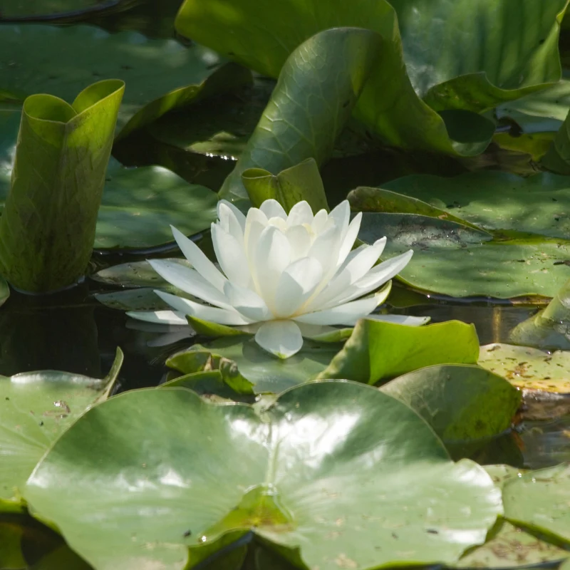 Weiße Seerose