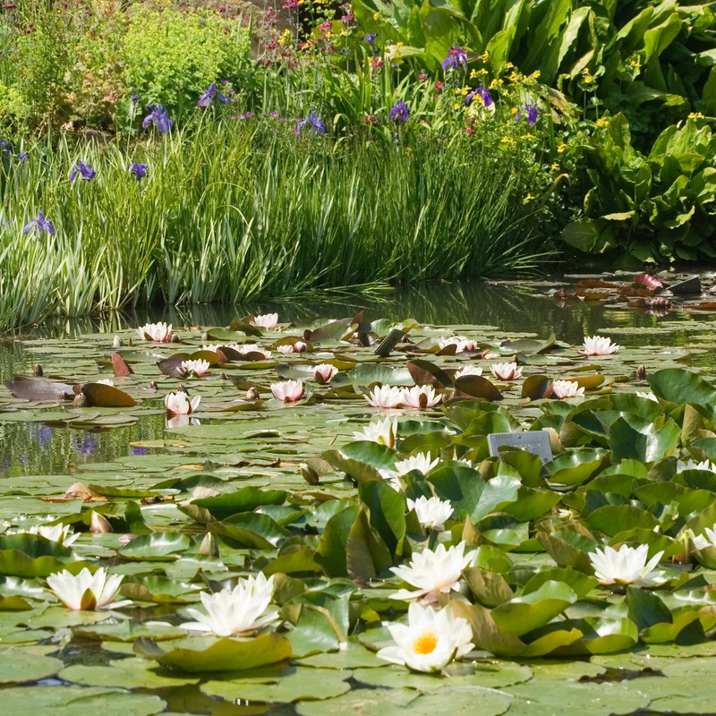 Weiße Seerose