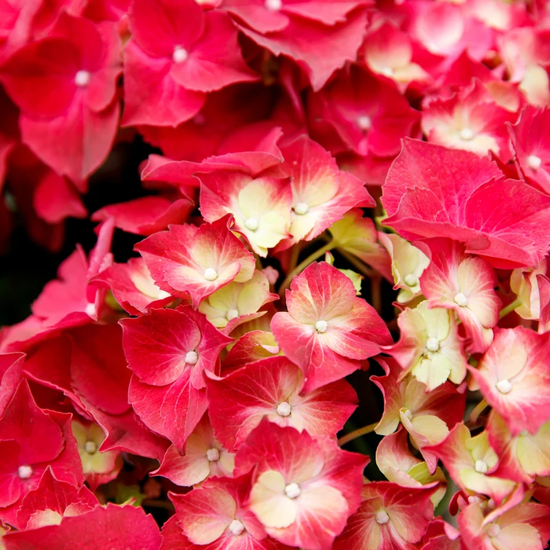 Bauernhortensie 'Forever & Ever®'