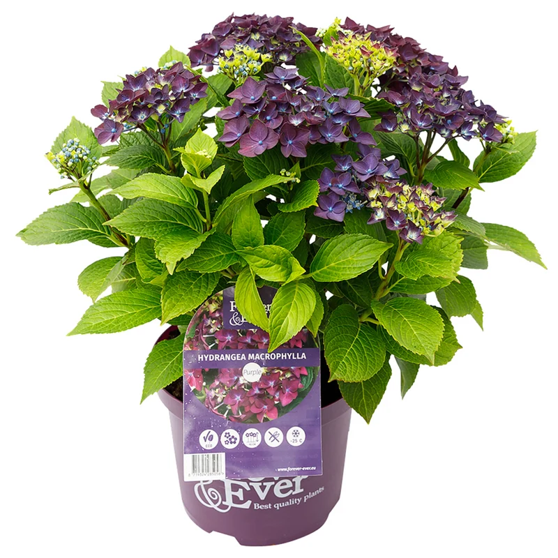 Bauernhortensie 'Forever & Ever®'