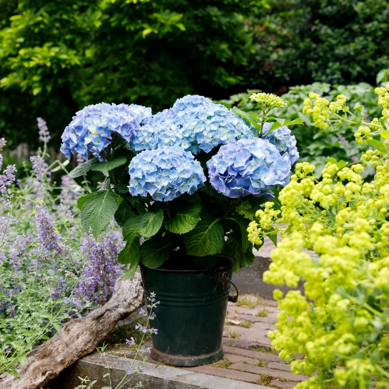 Bauernhortensie 'Forever & Ever®'