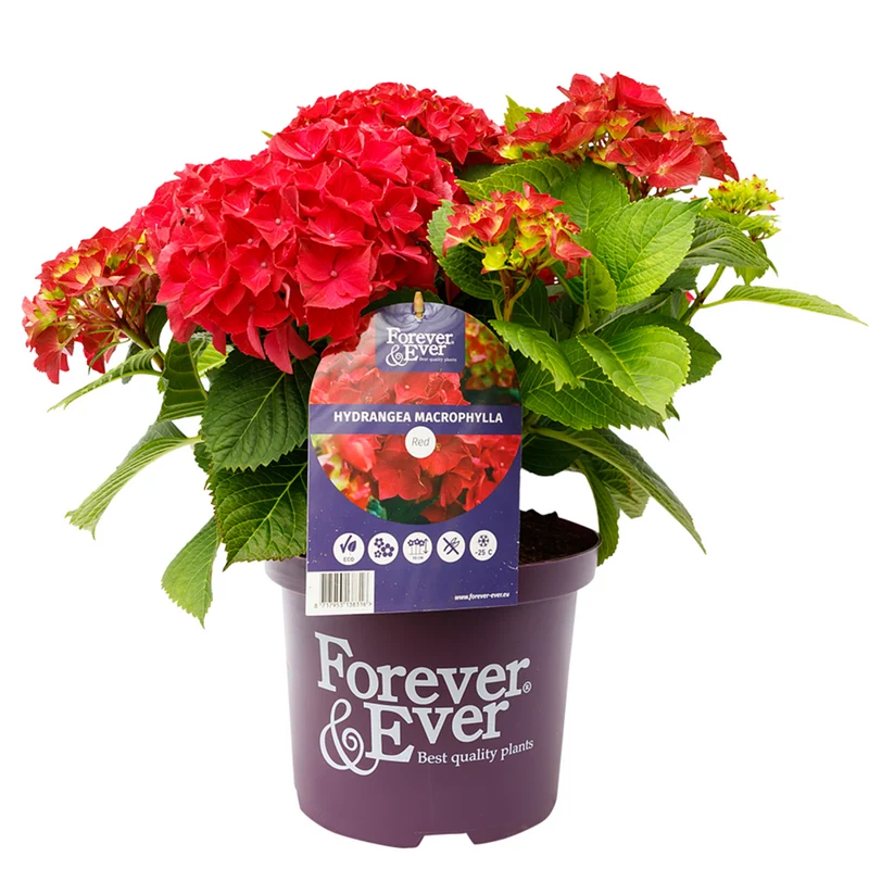 Bauernhortensie 'Forever & Ever®'