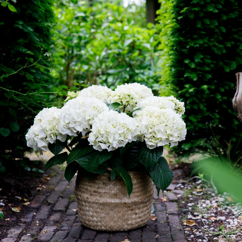 Bauernhortensie 'Forever & Ever®'