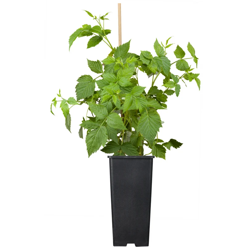 Bio Himbeere 'Maling Promise'