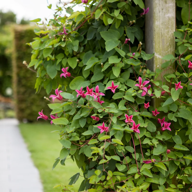 Clematis 'Princess Diana'