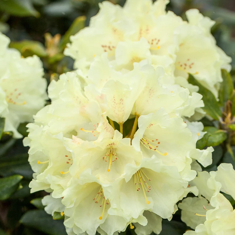 Rhododendron 'Goldkrone'
