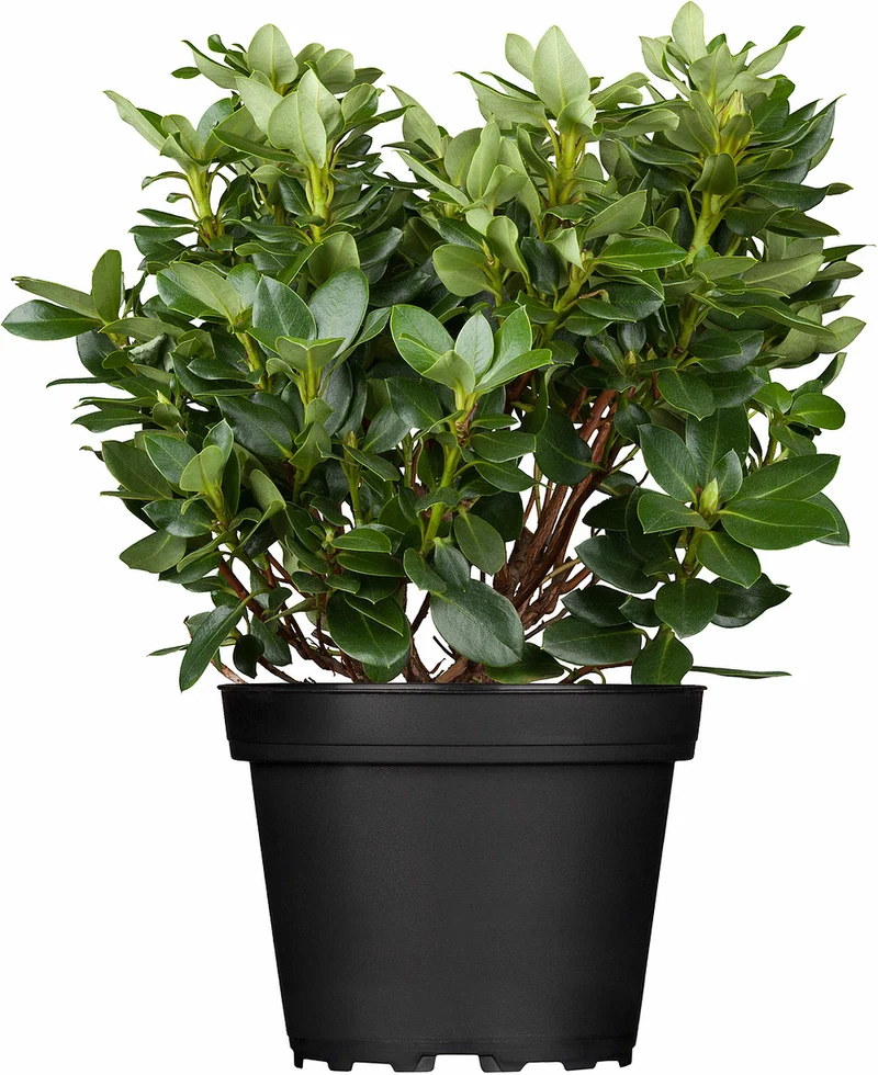 Rhododendron 'Goldkrone'