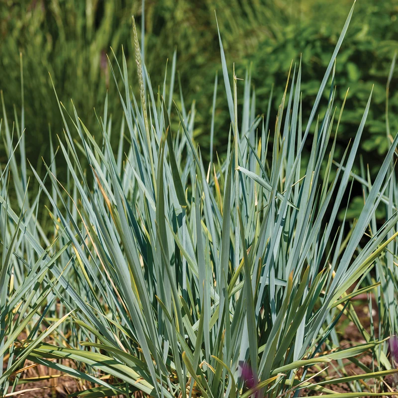 Meerroggen Blue Dune