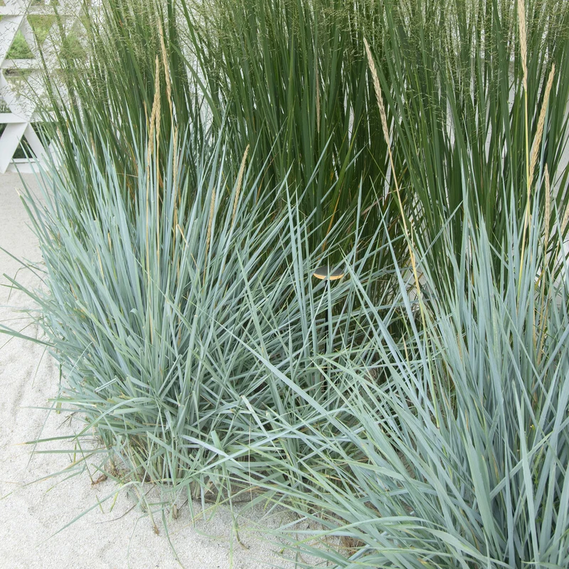 Meerroggen Blue Dune