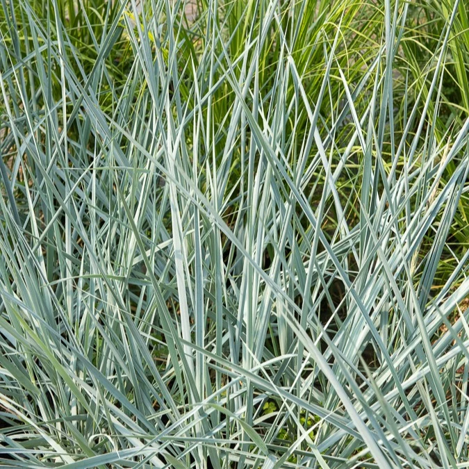 Meerroggen Blue Dune