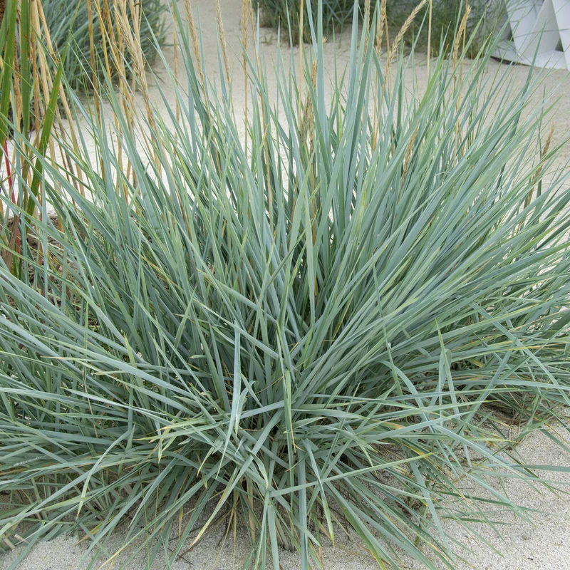 Meerroggen Blue Dune
