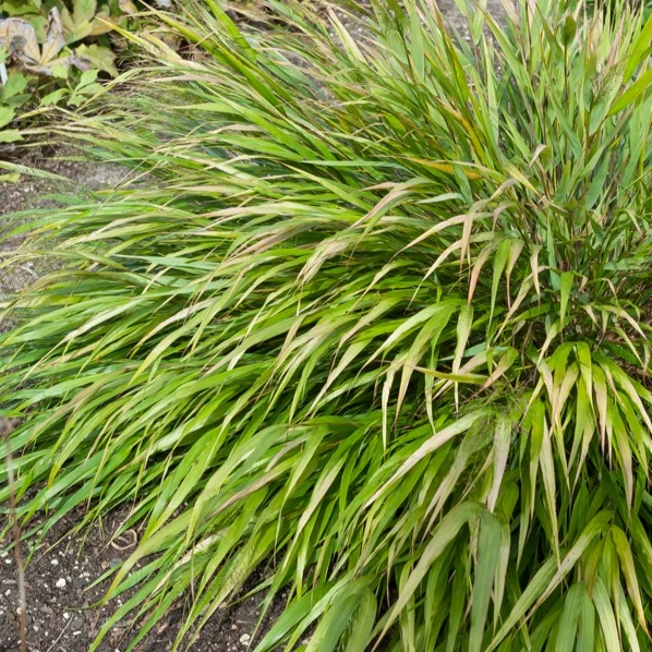 Japanwaldgras ‘Nicolas’