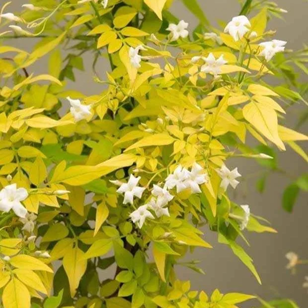 Echter Jasmin 'Fiona Sunrise'