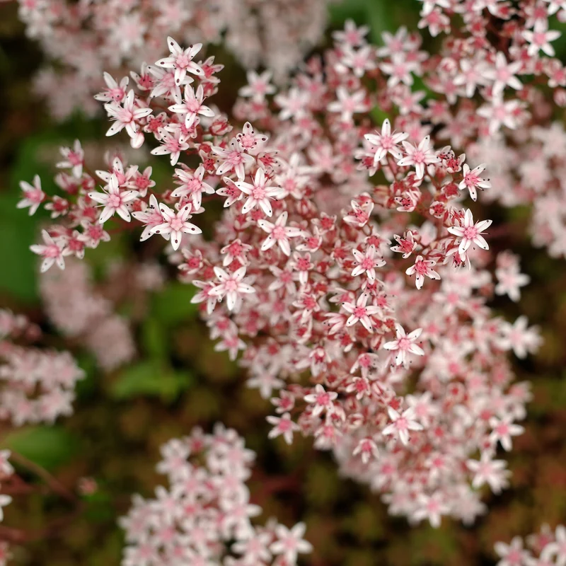 Weißer Mauerpfeffer 'Murale'