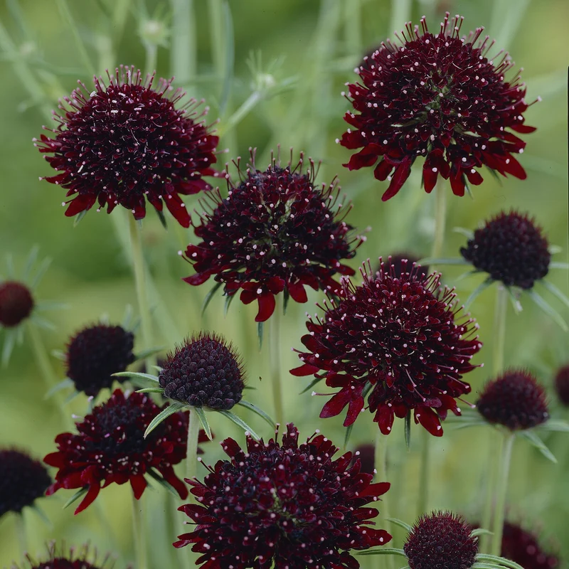 Skabiose ‘Chile Black’