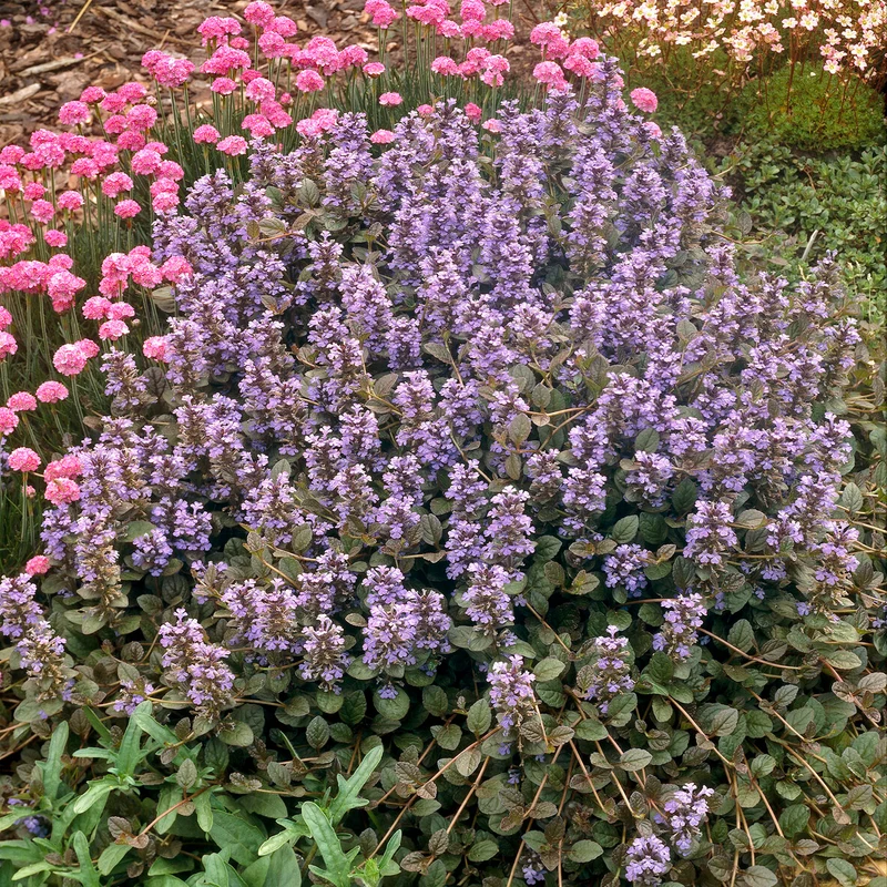 Rotblättriger Günsel 'Atropurpurea'