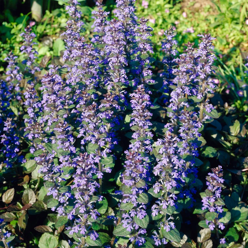 Rotblättriger Günsel 'Atropurpurea'