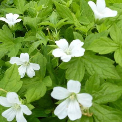 Storchschnabel 'Silverwood'