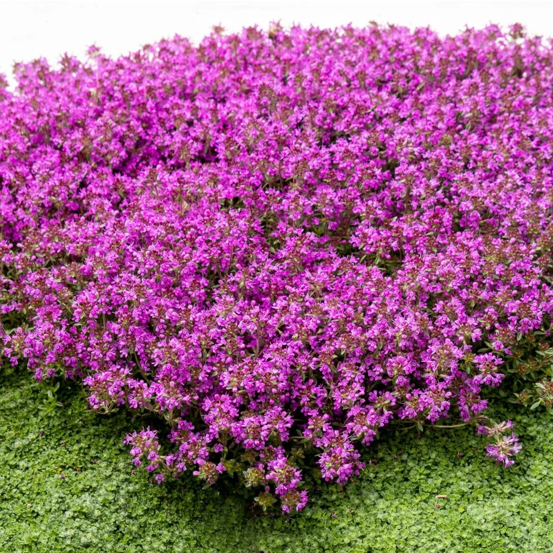 Thymian