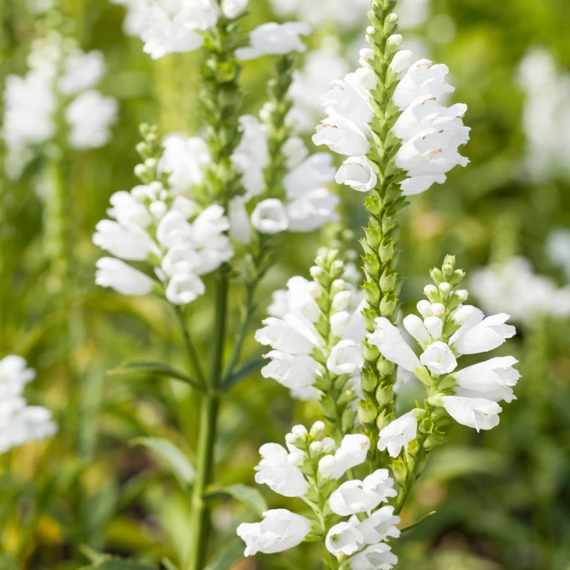 Gelenkblume 'Summer Snow'