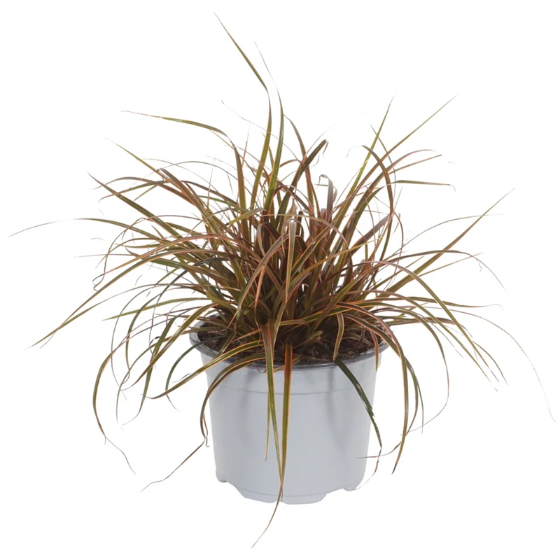 Mahagonigras 'Everflame'