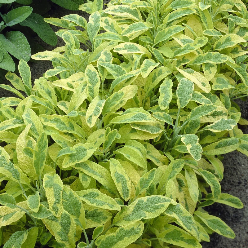 Gartensalbei ‘Aurea’