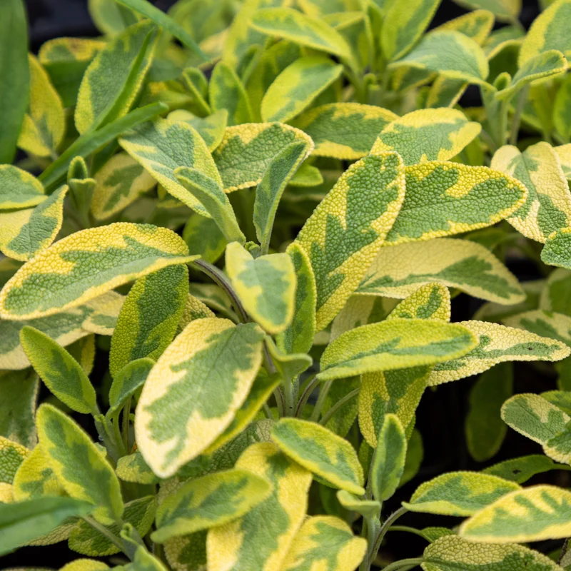 Gartensalbei ‘Aurea’