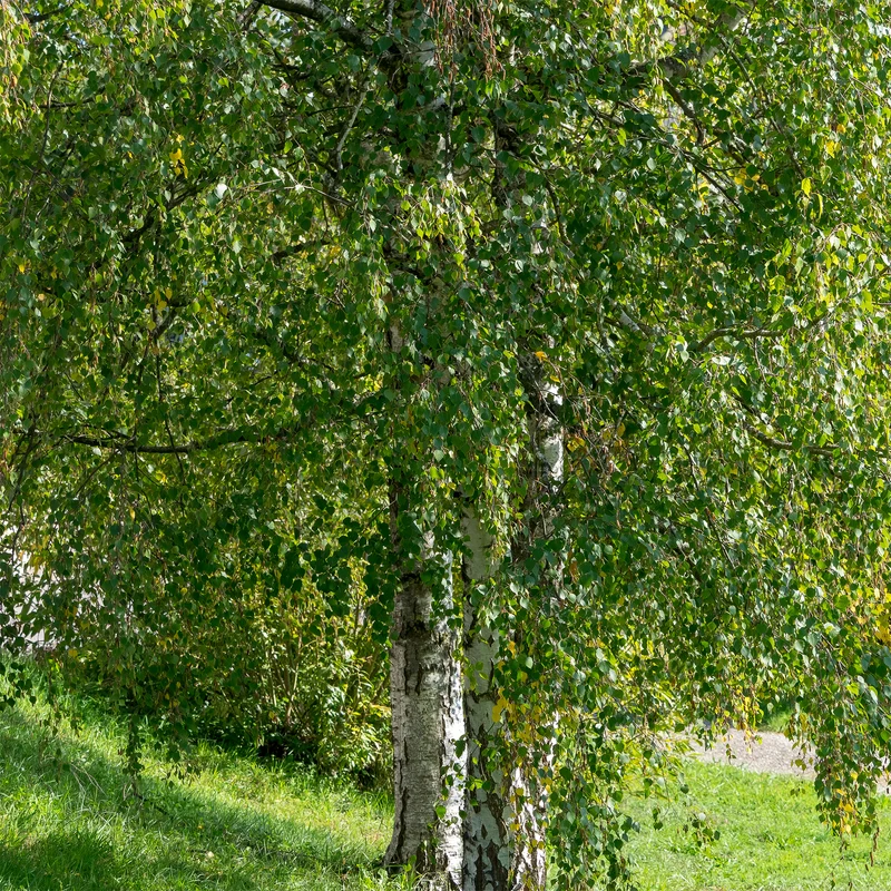 Hänge-Birke
