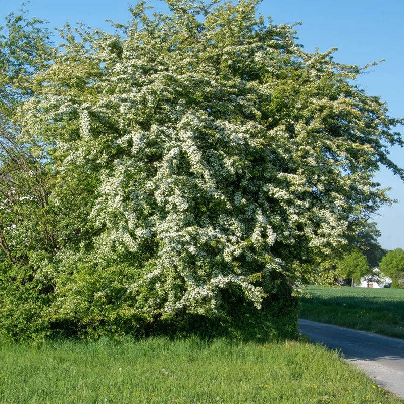 Weißdorn