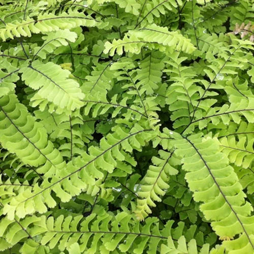 Kapillare Imbricatum