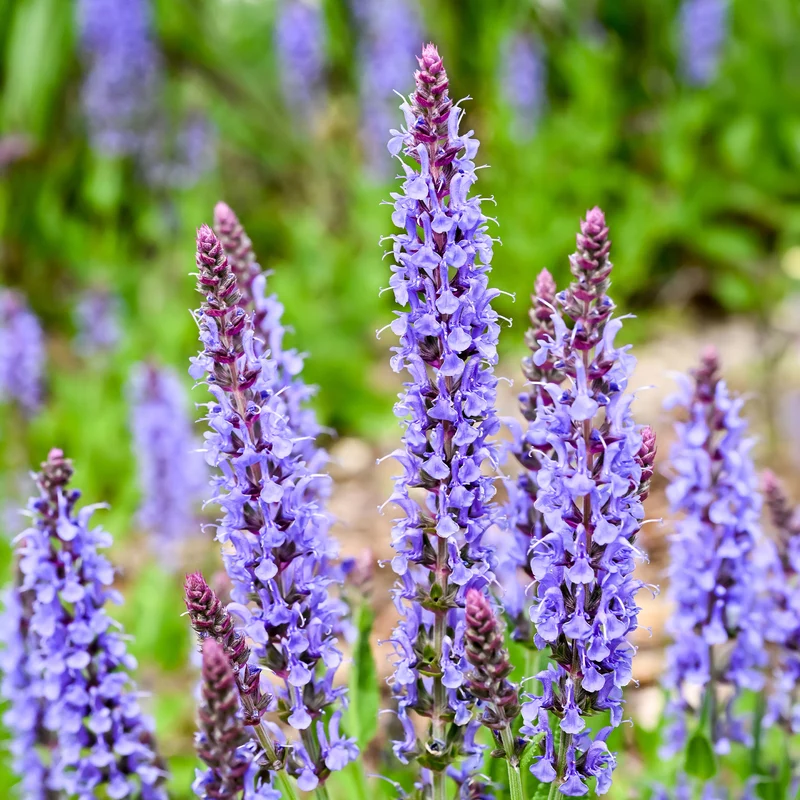 Waldsalbei Blauhügel