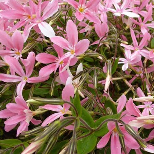 Phlox angehoben Wagon Wheel