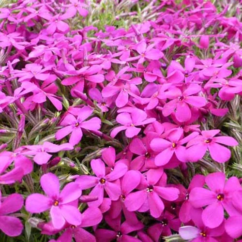 Douglas-Zwergphlox Crackerjack (x3)