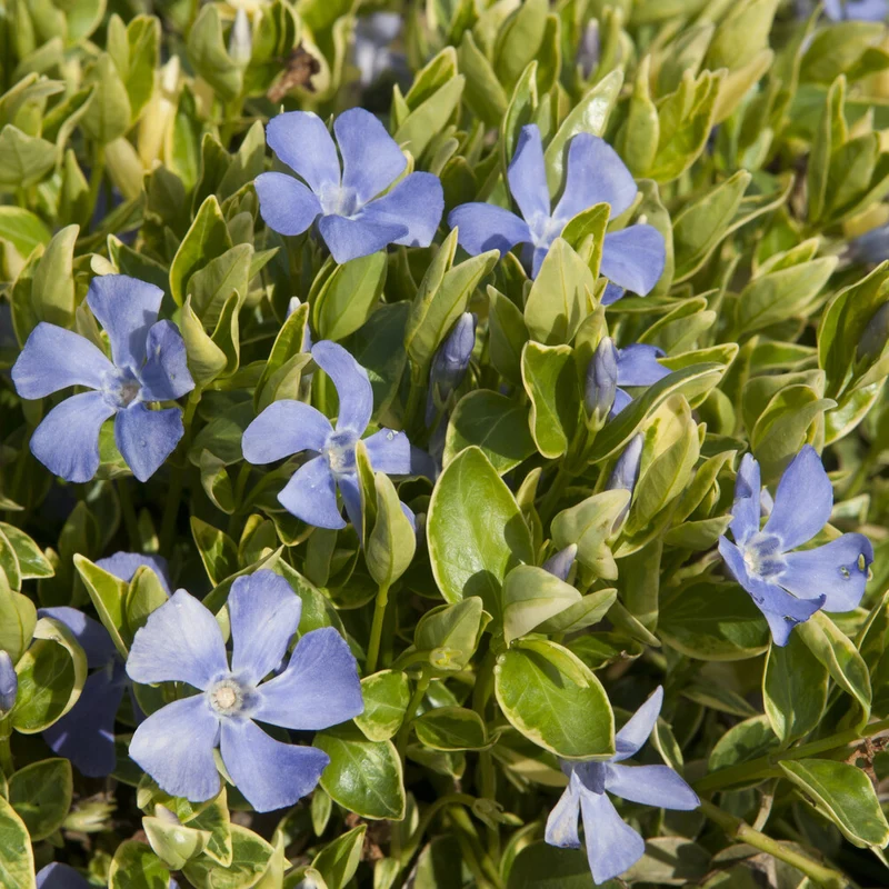 Kleines Immergrün 'Argenteovariegata'